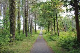 Newborough forest